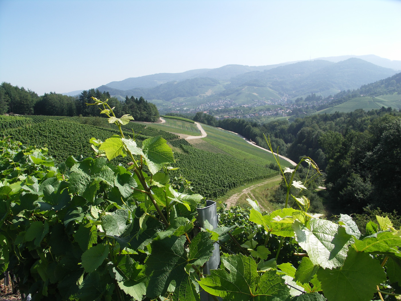 Blick auf Weinreben, die sich die Hänge hinaufziehen, und auf ein Tal  mit einem Dorf, Waldulm, im Hintergrund, bei diesigem Wetter.