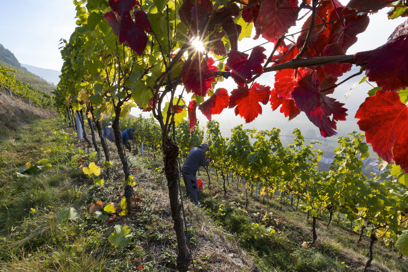 Der Blick fällt durch von der Sonne beschienenes Weinlaub, z.T. in kräftigem Rot, über am Weinberg arbeitende Winzer hinab in ein diesiges Tal.