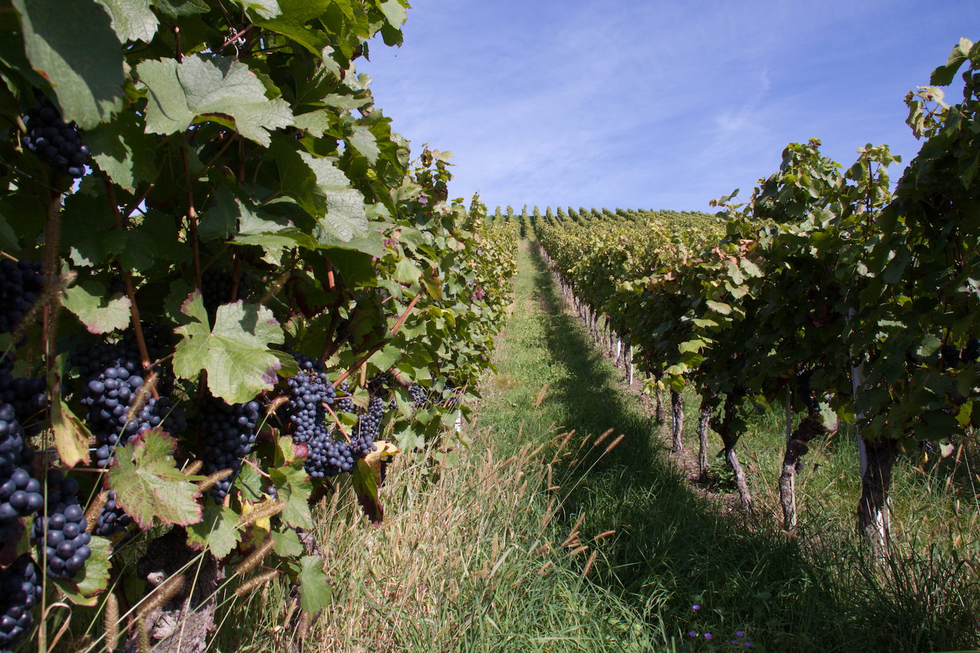 Blick in die Weinberge mit Rebstöcken und fetten blauen Trauben zur Rechten und Linken.