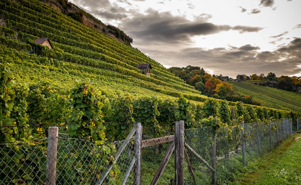 Blick auf terrassierte terrassierte Weingärten in Herbstfarben bei dramatischem Himmel.
